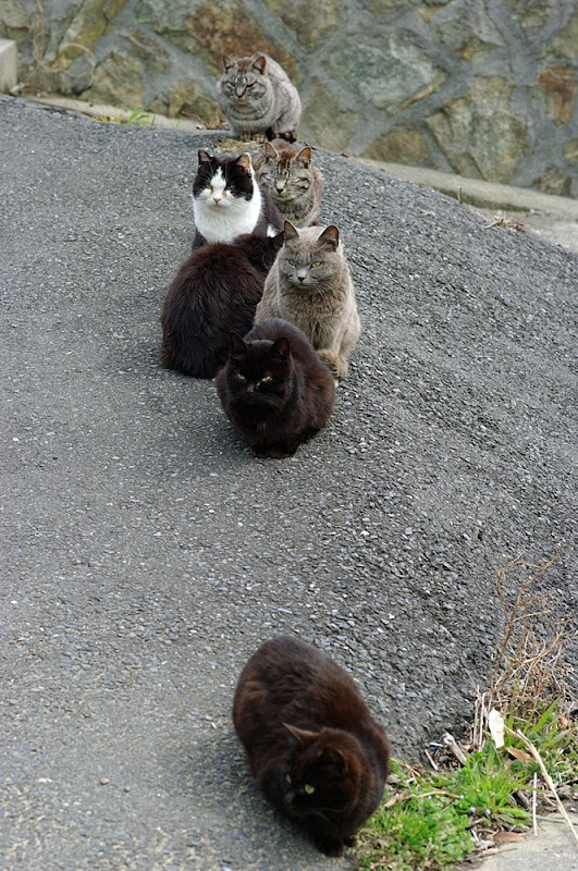 Tashirojima The Cat Island of Japan Amusing